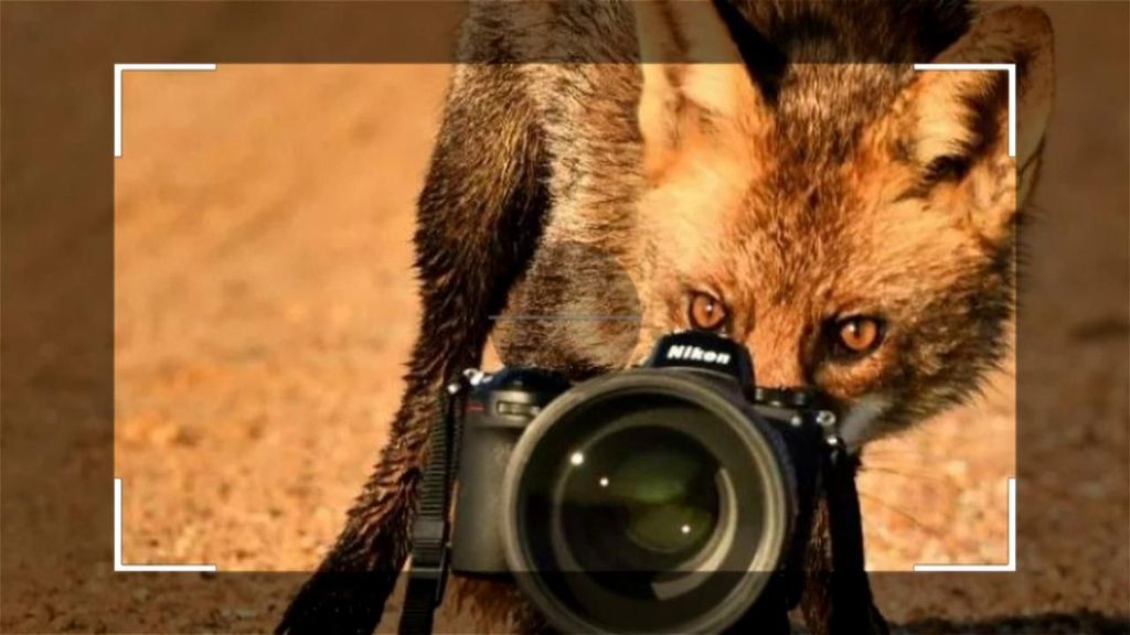 La historia entrañable de amistad, casi inseparable, de un zorro de Doñana y el fotógrafo Carlos Romero