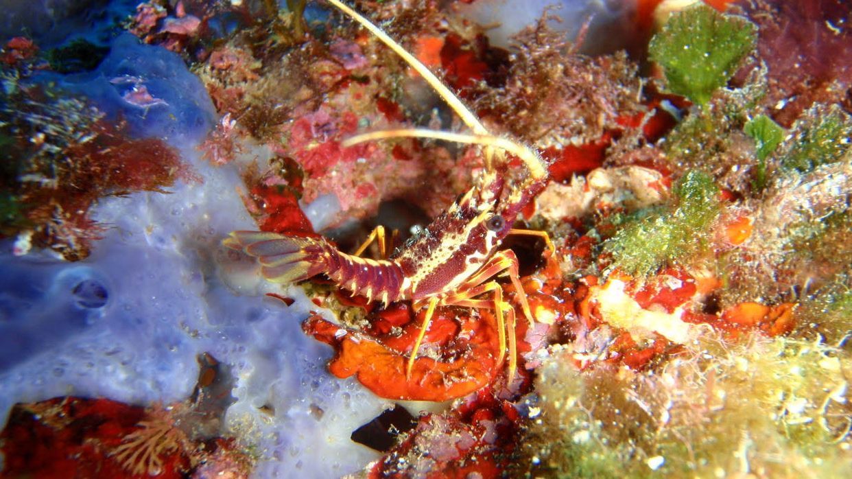 Un individuo juvenil de langosta durante los trabajos de muestreo del estudio