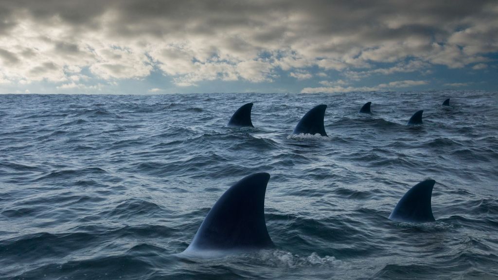 Dos adolescentes, atacadas por tiburones en Brasil: una perdió un brazo y otra una pierna