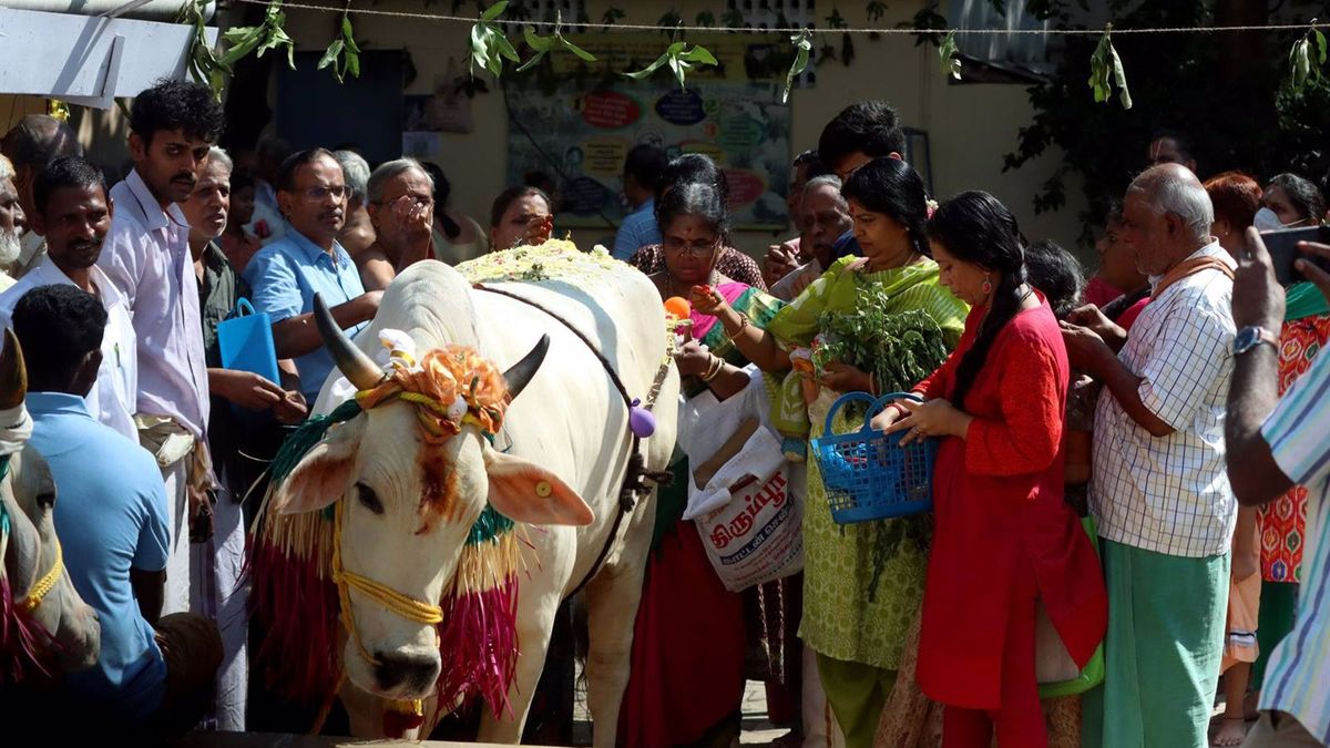 Linchan hasta la muerte a un musulmán en India tras ser acusado de poseer carne de vaca