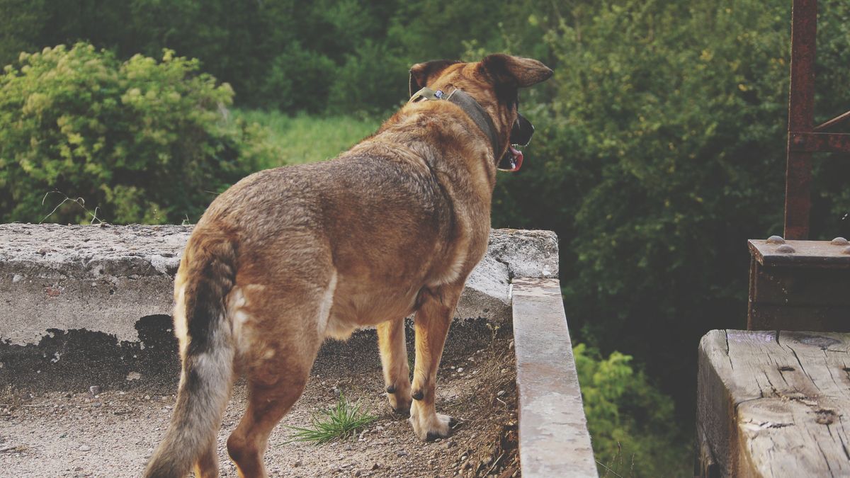 Sacrifican a tiros a un perro que atacó a 17 personas en Zambia en el mes de marzo