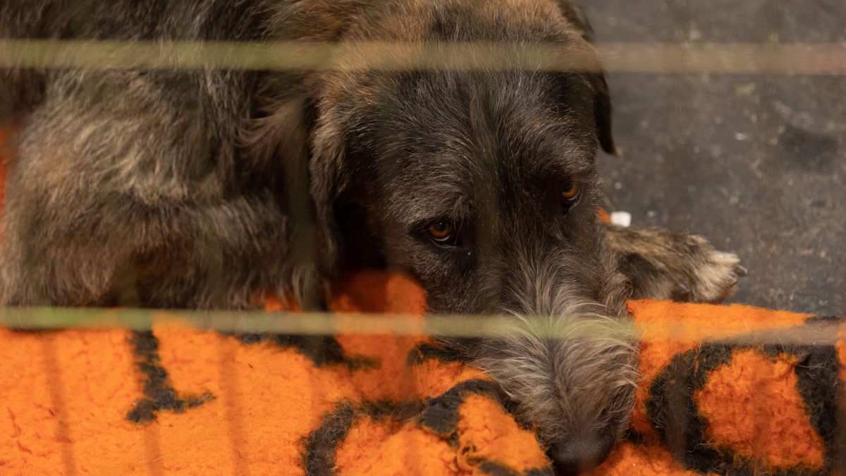 Perros sufren de miedo y ansiedad en Fallas