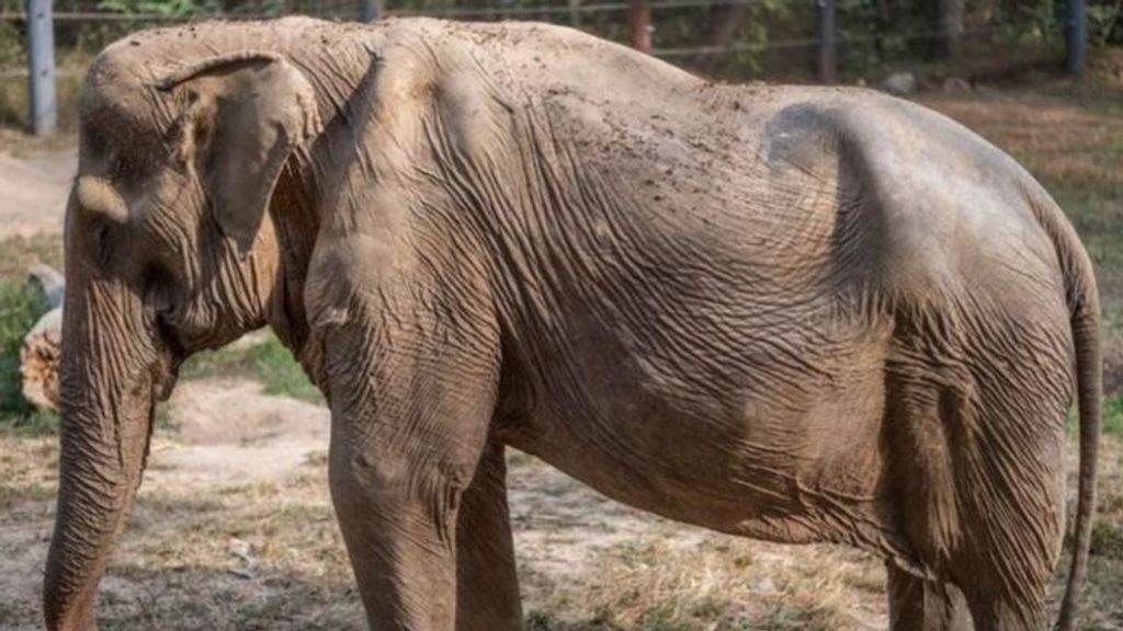 Denuncian el caso de Pai Lin, elefanta deforme por cargar turistas durante 25 años