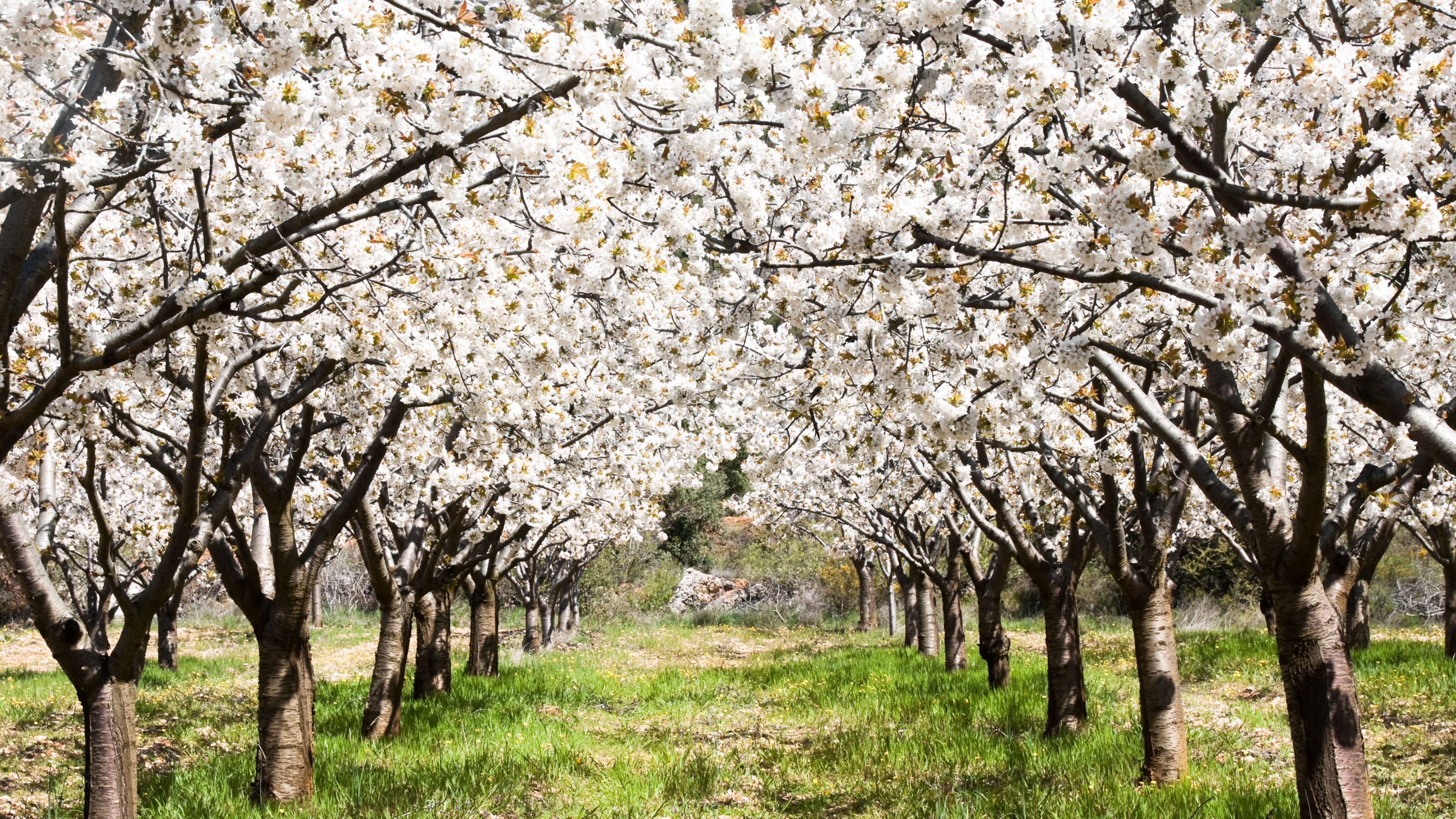 Campos de cerezo y almendro en flor en Andalucía: dónde verlos