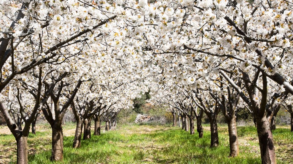 Dónde ver los almendros y cerezos en flor en España
