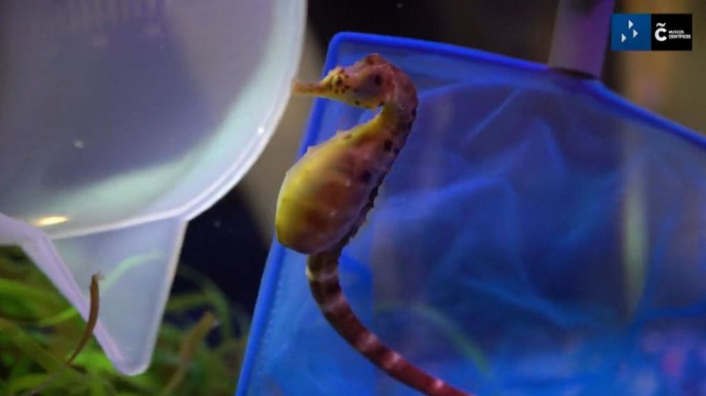 El Aquarium Finisterrae de A Coruña muestra cómo se hace una ecografía a un caballito de mar