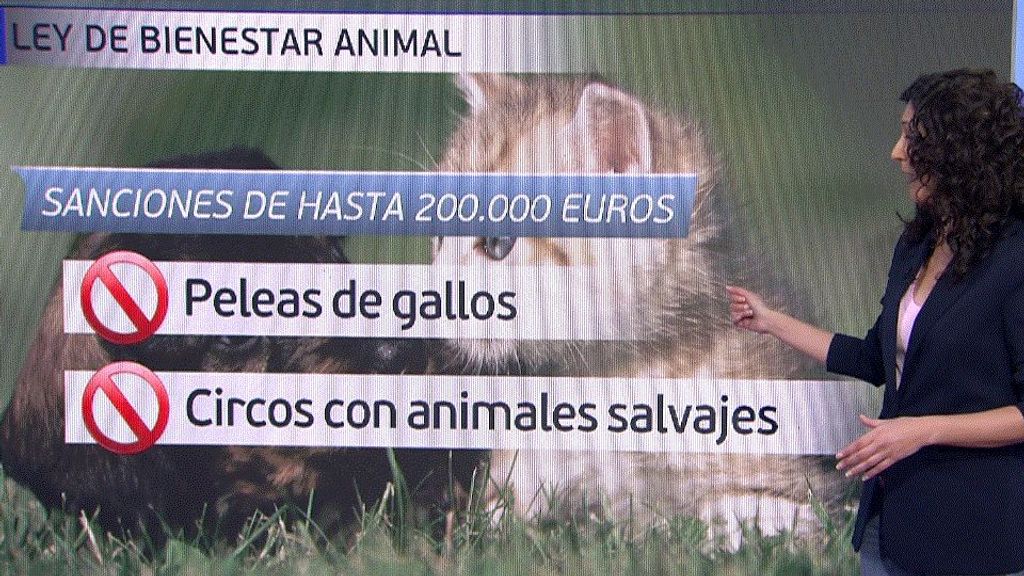 El panel de Beatriz Benayas de la ley de bienestar animal: multas, novedades y cómo afecta a tu mascota