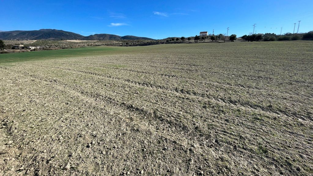 Los agricultores de Granada desesperados por una plaga de conejos