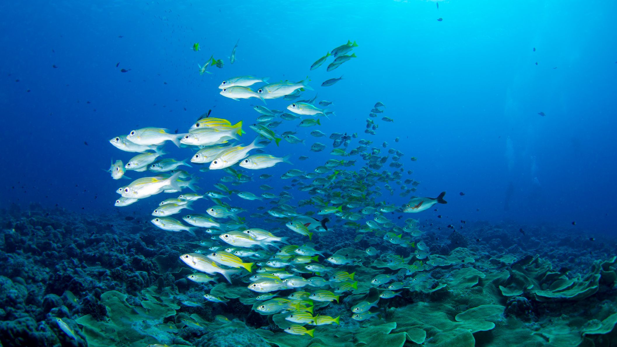 Los océanos se quedaron sin oxígeno hace 350 millones de años