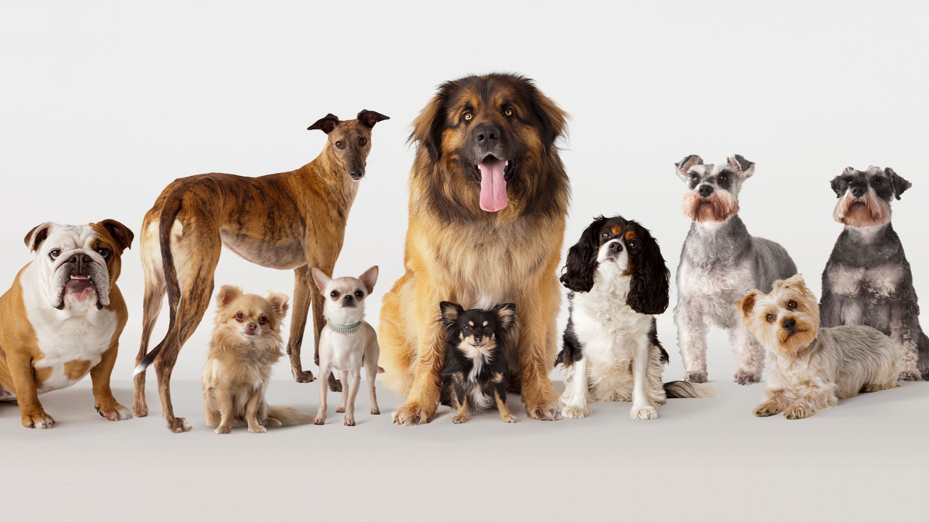El labrador deja de ser la raza de perro más popular en Estados Unidos por primera vez en 30 años