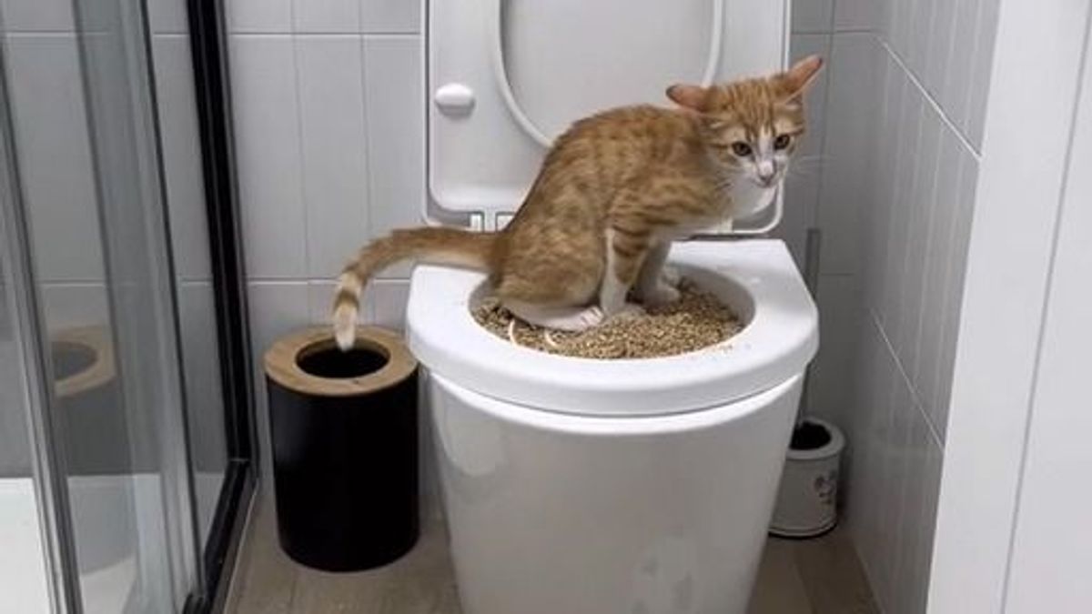 El gato subido al váter