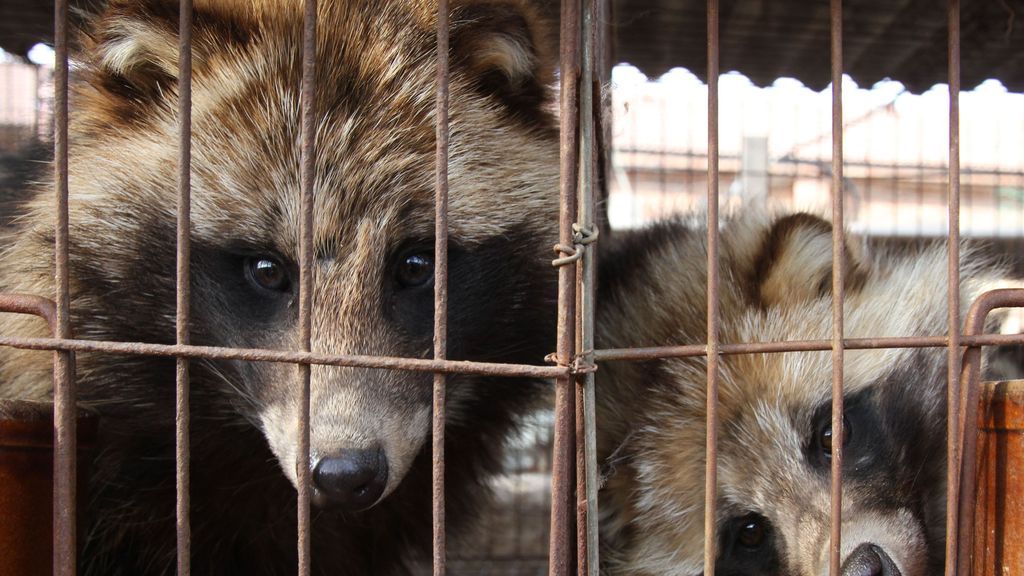 Un nuevo estudio apunta a los perros mapache y otros mamíferos como posible causa del Covid 19