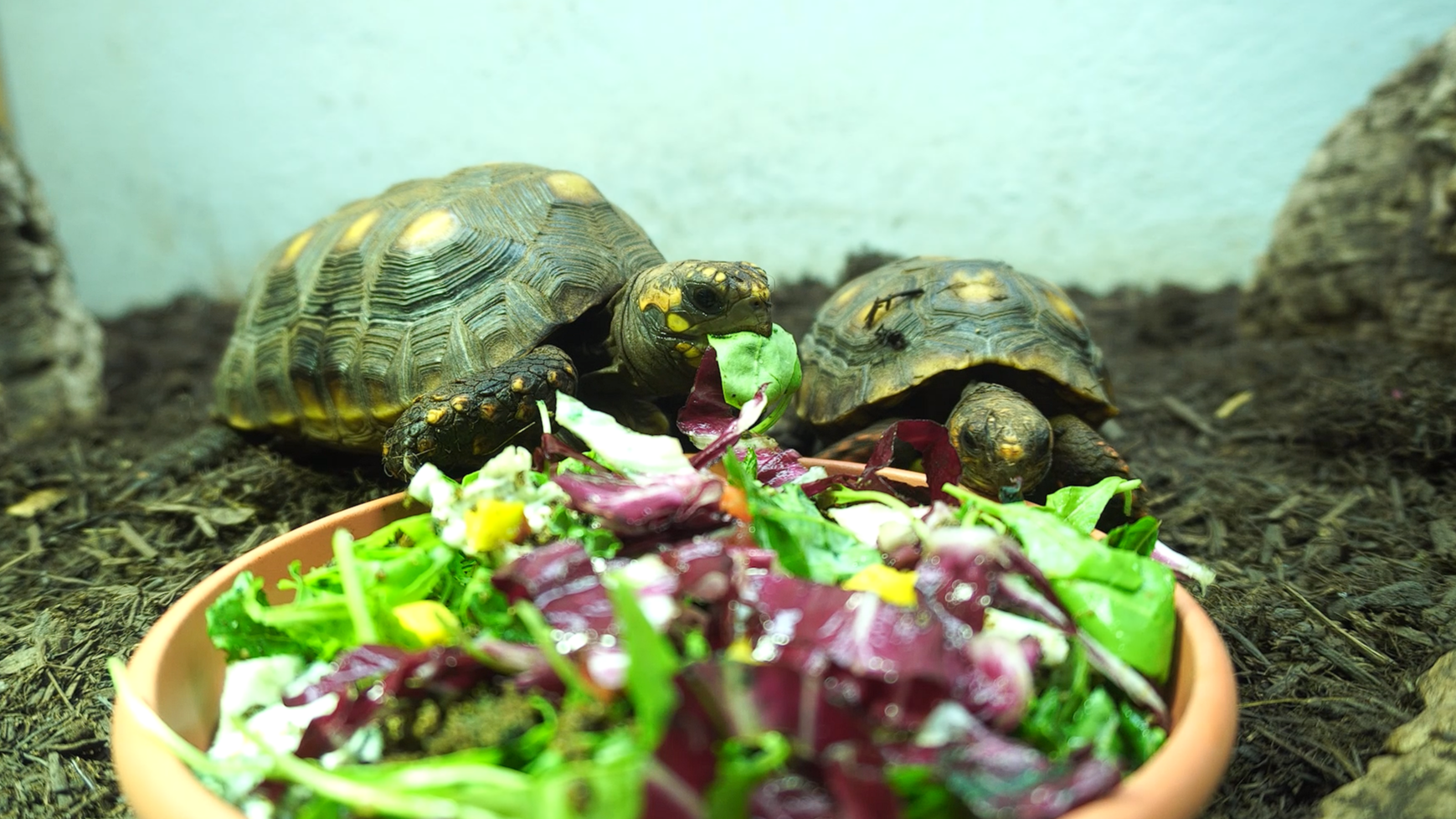 Fruits, greens and bugs: the colourful weight loss program of the reptiles of the BIOPARC Fuengirola
