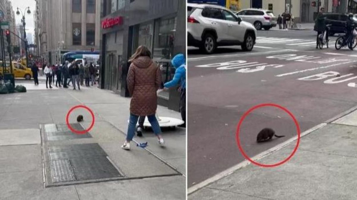 Encuentran una rata gigante campando a sus anchas por las calles de Nueva York