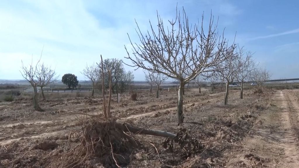 Los agricultores catalanes piden soluciones ante la sequía y las plagas de conejos y jabalíes