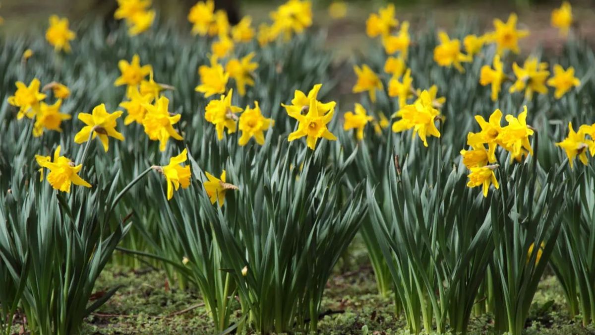 Florecen en primavera y no suelen superar los 30 centímetros de altura Florecen en primavera y no suelen superar los 30 centímetros de altura