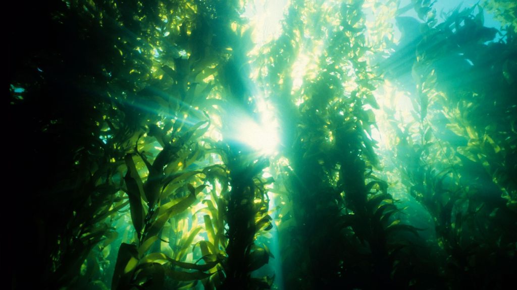 Los bosques de ‘Kelp’, la posible salvación al cambio climático