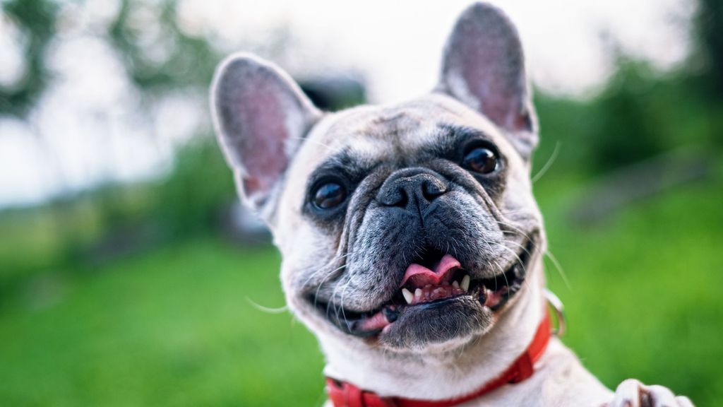 Todos los collares de perro que prohibirá la nueva ley de bienestar animal
