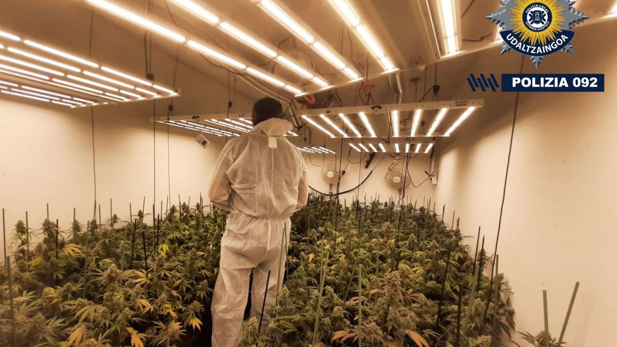 Un agente en el interior del pabellón industrial donde se cultivaba la marihuana Un agente en el interior del pabellón industrial donde se cultivaba la marihuana