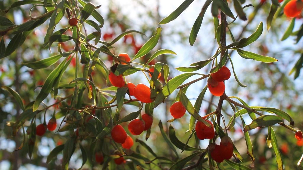 Bayas de Goji