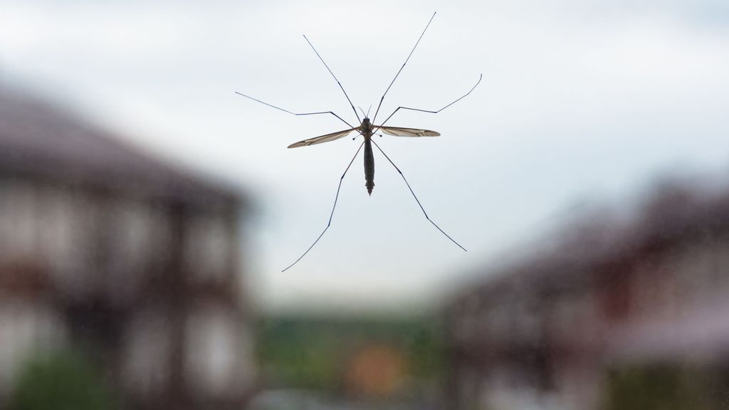 Cómo alejar a los mosquitos de casa en primavera