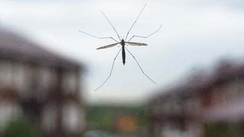 Persistencia entrar bandera Cómo alejar a los mosquitos de casa en primavera