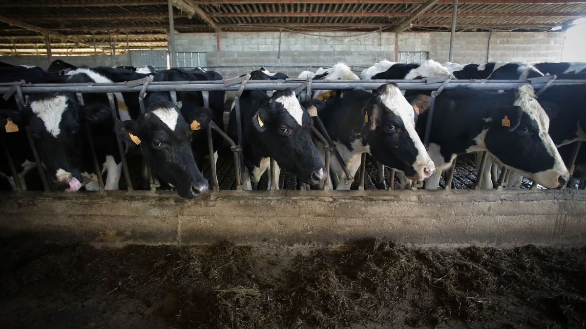 Los ganaderos se quejan de los precios que la industria les ofrece por la leche