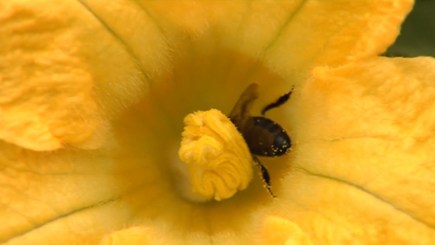 Los abejorros, una especie tan inteligente como las aves o los primates