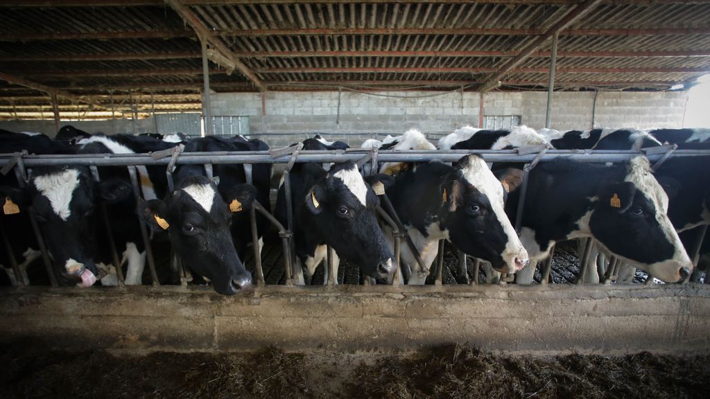 Macedo, Friol, Lugo. La ganadería Bértolos e Serranos ordeña las vacas en su granja de la Parroquia de Macedo. La ganadería produce leche para venta y para elaboración de quesos bajo marca propia. Este año, a diferencia de los anteriores, las grandes lácteas están firmando contratos con los productores de una duración de tres meses, cuando anteriormente se firmaban con carácter anual. Esto se debe a la incertidumbre del mercado, argumentan desde las compañías lácteas. En la imagen, vacas frisonas productoras de leche estabuladas en la granja, en la mañana del sábado 18 de febrero