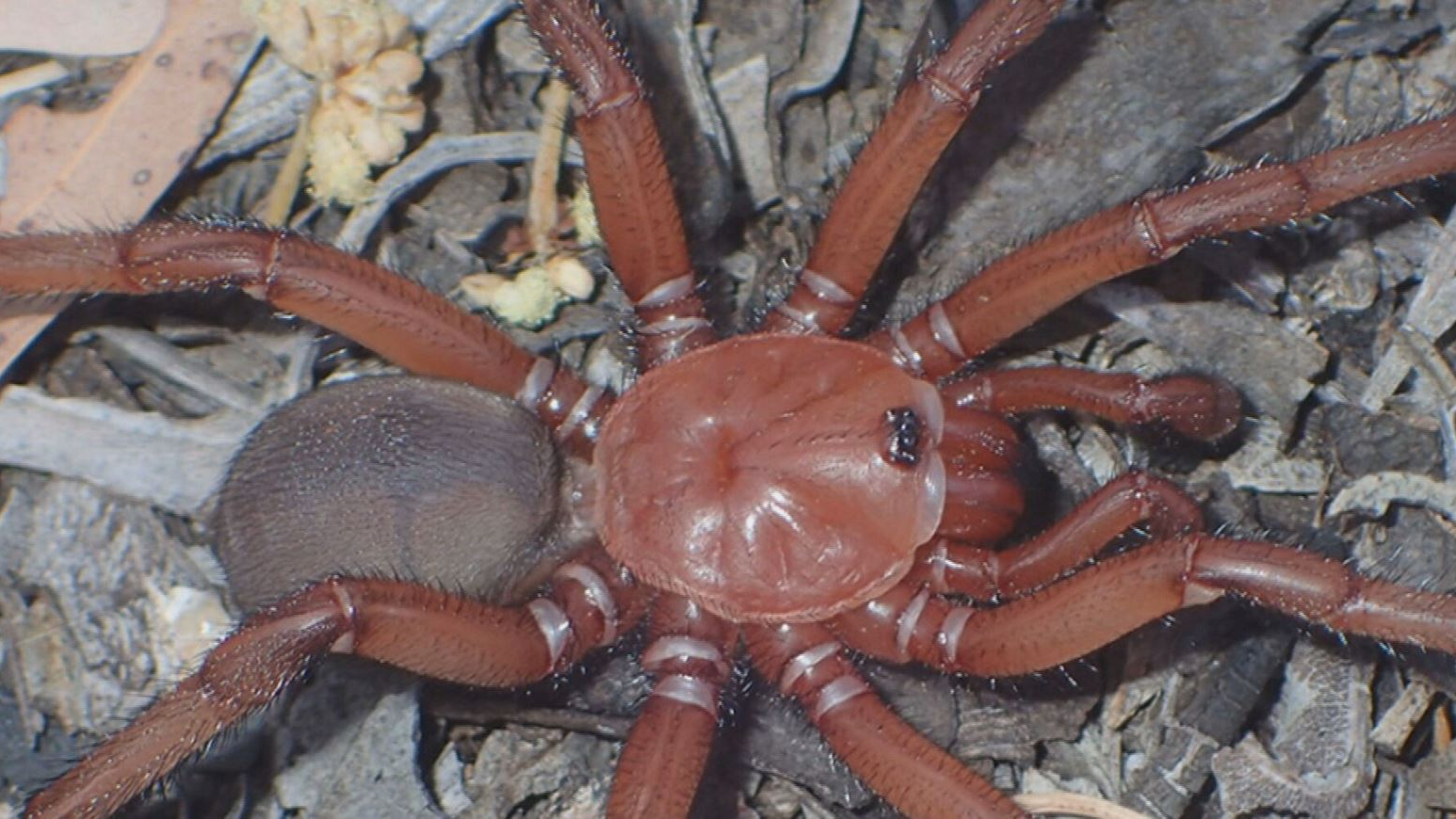 Descubren una nueva especie de araña, la Eupolos Dignitas, en Australia