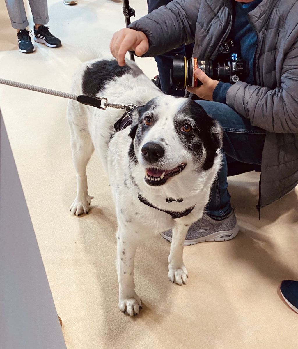 Pandora, uno de los seis perros adoptados de Mónica Cruz
