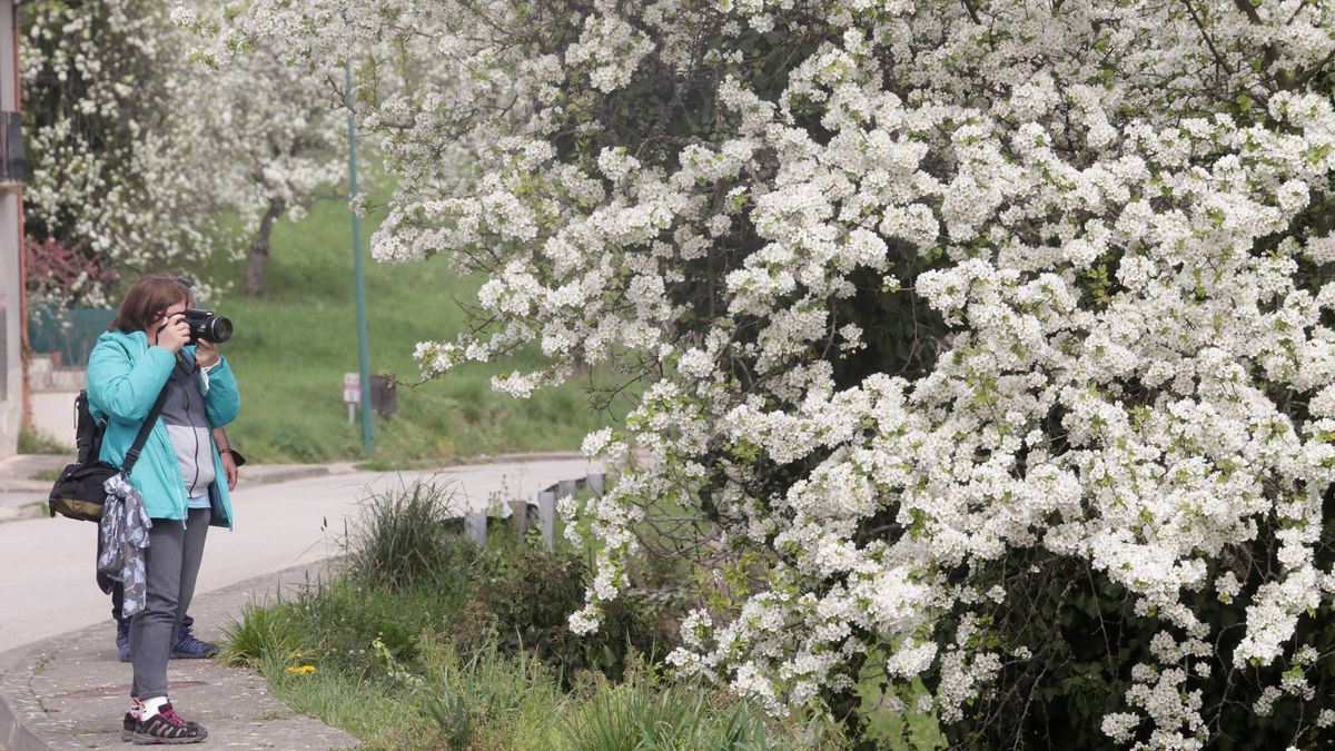 Cerezos en flor Cerezos en flor