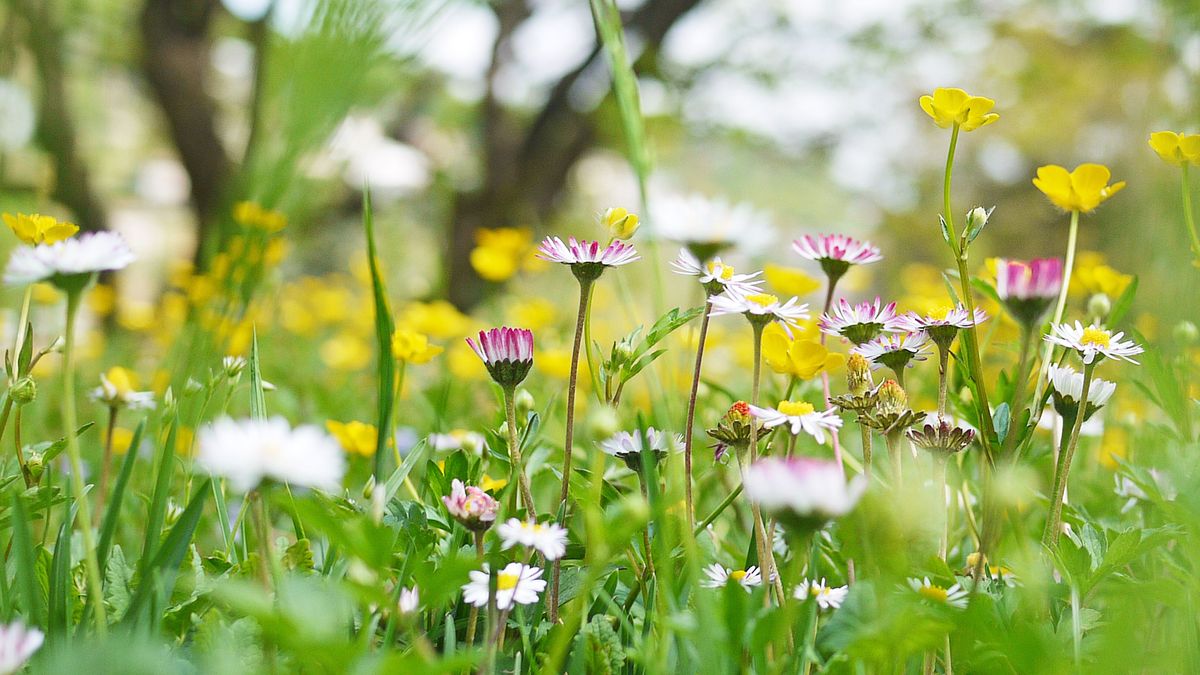 Imagen de archivo primavera