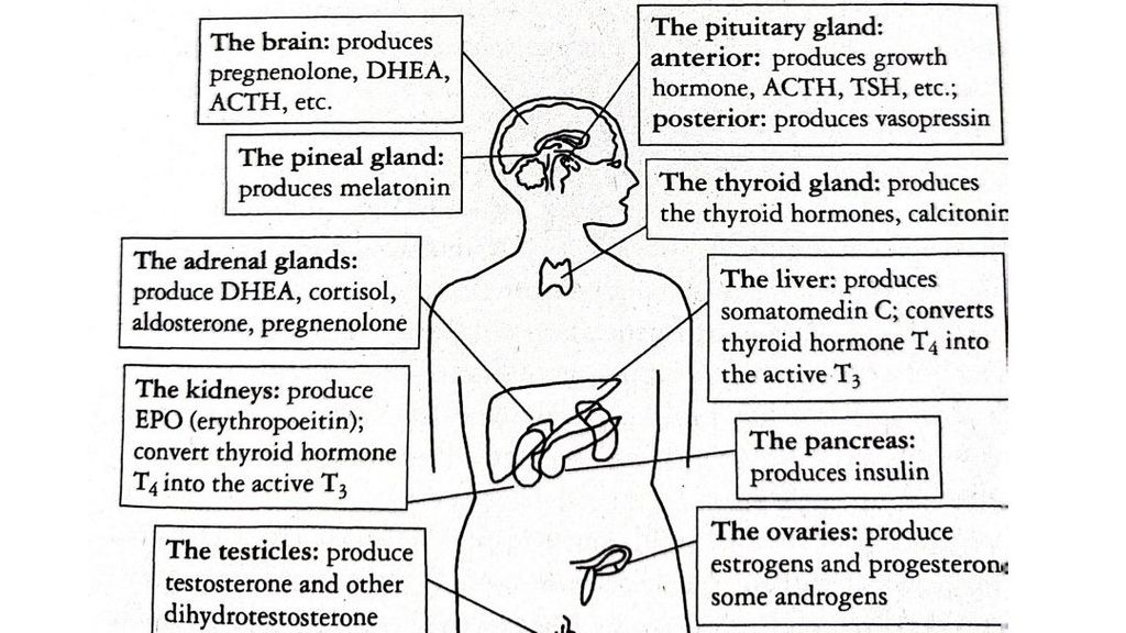 Las principales hormonas que fabrica el cuerpo humano
