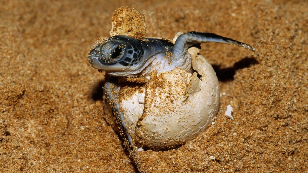 Tortugas verdes en la isla de Trinidad