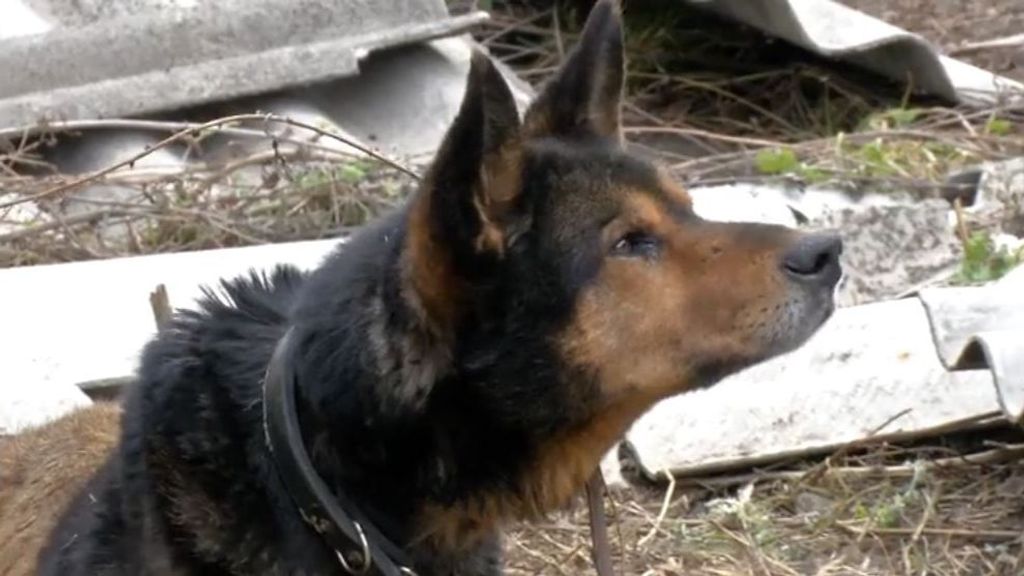 Rescatan a mascotas abandonadas entre las ruinas de los edificios en Ucrania