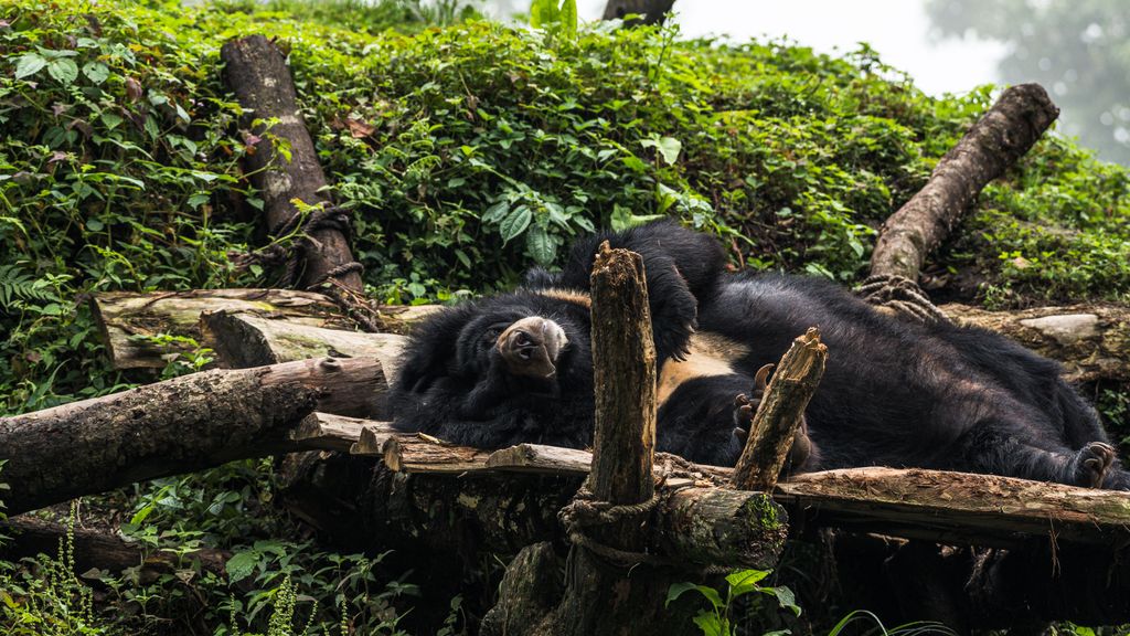 Imagen de archivo de un oso negro asiático