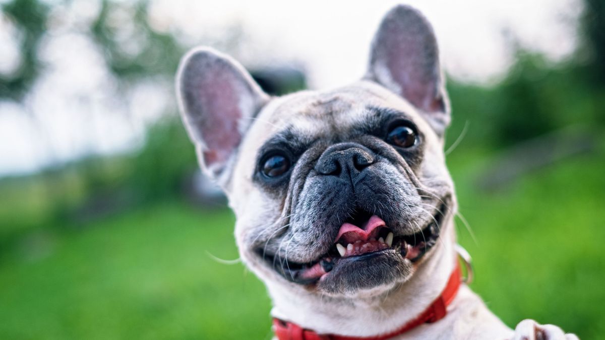 Los perros que tendrán que pasar un test de sociabilidad con la nueva Ley de Bienestar Animal