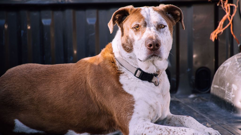 Los perros que tendrán que pasar un test de sociabilidad con la nueva Ley de Bienestar Animal