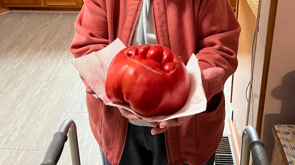 Tomate