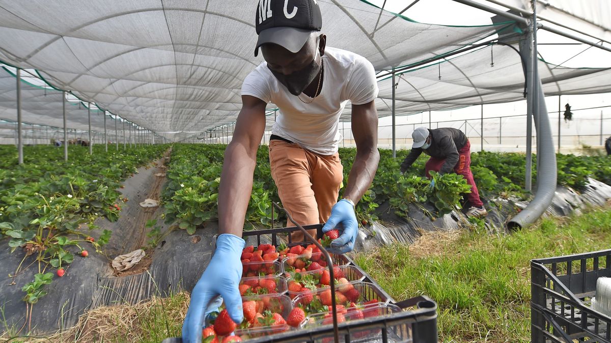 Varios trabajadores en un campo de fresas al sur de Italia.