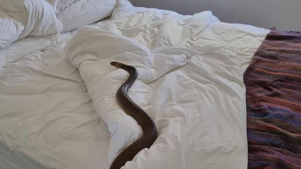 Serpiente en la cama Australia