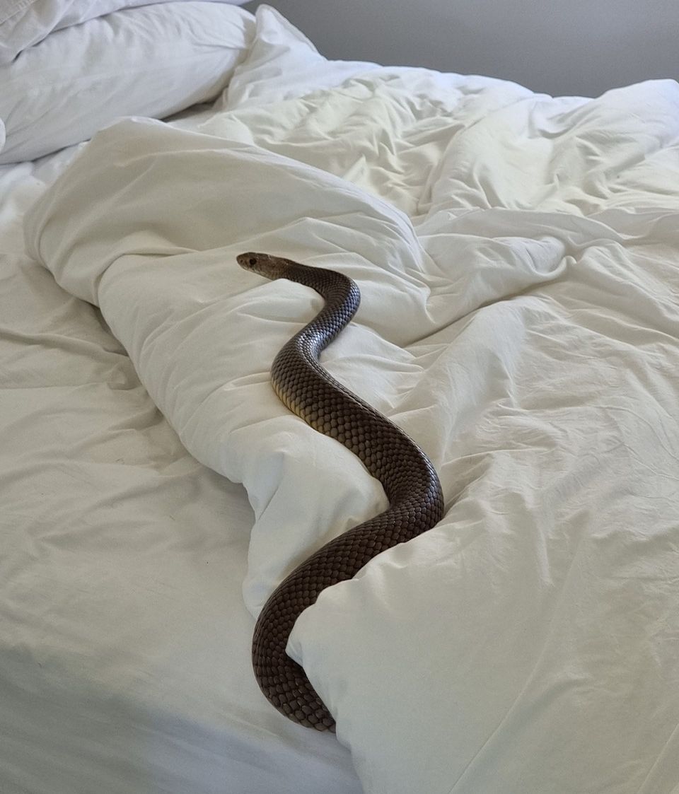 Serpiente en la cama