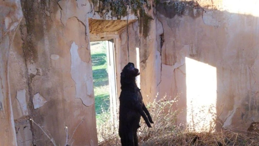 Simba, un perro de raza labrador que apareció ahorcado en un cortijo de Jaén