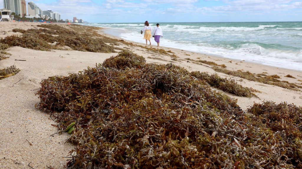 Una macro alga flotante de 10 toneladas amenaza las costas de Florida y México