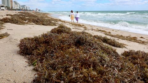 Una enorme masa de sargazo arruina las playas de Florida y México