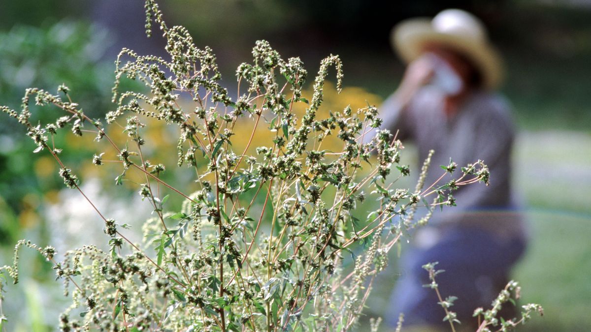La sequía y el calor traen una primavera complicada para los alérgicos