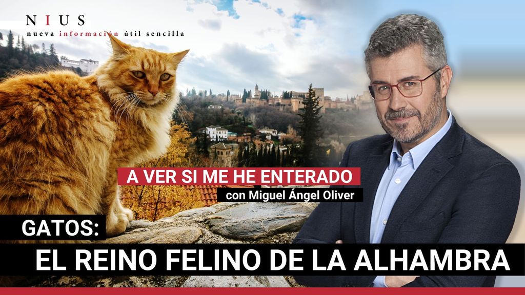 Gatos, el reino felino de la Alhambra