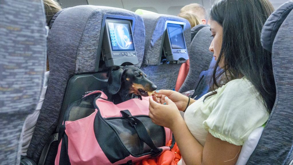 Algunas mascotas nos ayudan a relajarnos durante los viajes. ¿Les ayudamos nosotros?