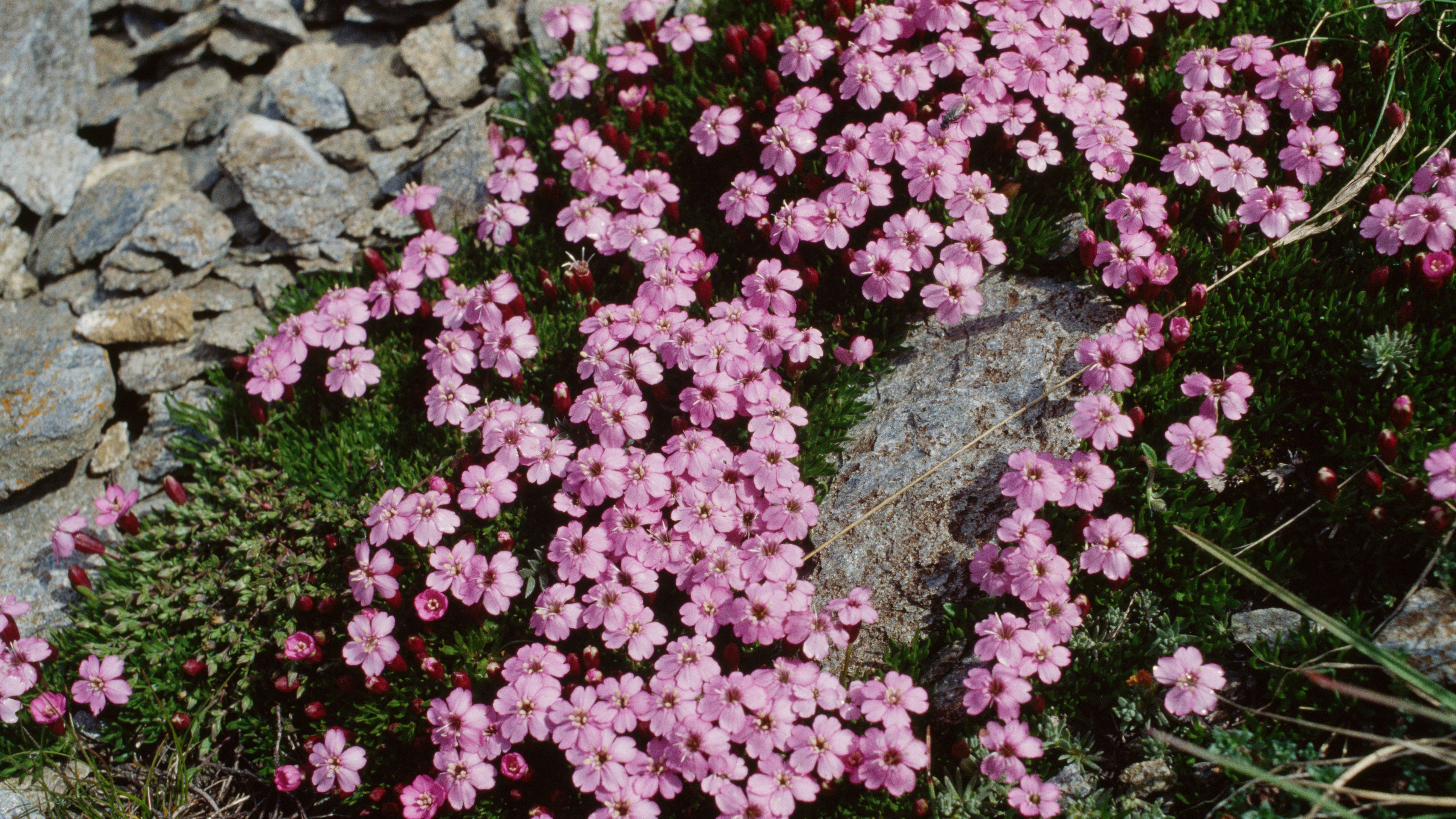 Flores phox rosadas